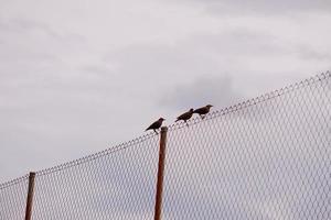 pájaros en una valla foto