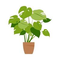 Home plant monstera. Potted plant isolated on white. Flat. Vector illustration.