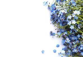 Forget-me-nots on white  background photo