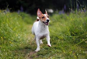 Jack russell terrier playing in the grass