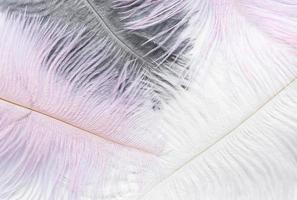 Background  with soft colorfull feathers on white photo