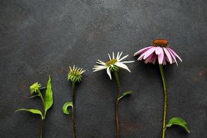 Diferentes etapas de crecimiento de la flor de equinácea. foto