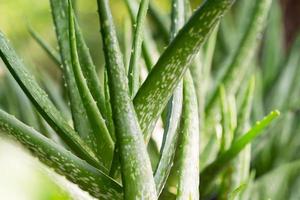 cerrar la planta de aloe vera foto