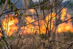 incendios forestales, llamas ardientes en el bosque foto