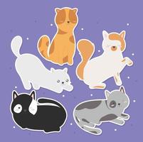 six beautiful cats vector