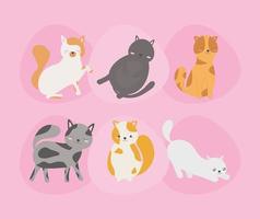 six cutes cats vector