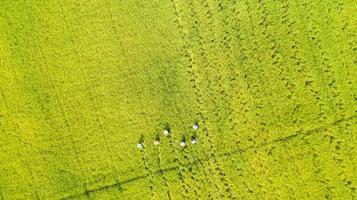 Aerial top view of Farmer working in the rice fields photo