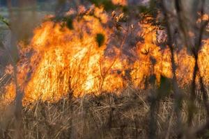 incendios forestales, llamas ardientes en el bosque foto