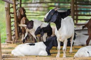 Goat in farm photo