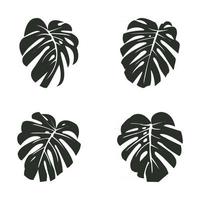 Vector illustration. Exotic tropical plant. Monstera leaves. Black silhouettes on white background.