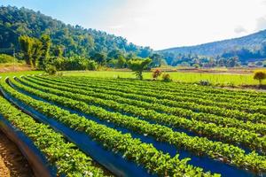 campo de fresas naturaleza foto