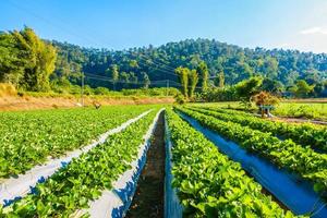 Strawberry field nature photo