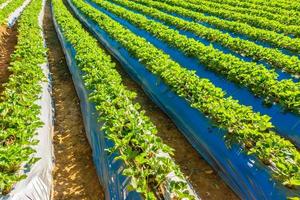 Strawberry field nature photo