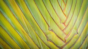 Banana tree textures photo