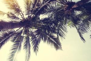 Coconut palm tree photo