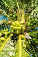 palmera de coco foto