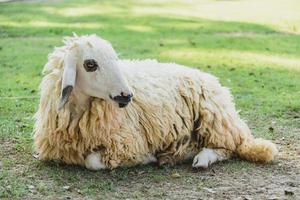 Sheep on green grass photo