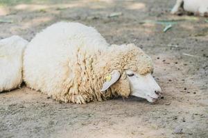 Sheep on green grass photo