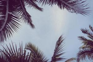 Coconut plam tree with copy space on sky photo