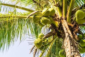 palmera de coco foto