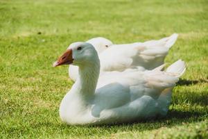 White goose bird photo