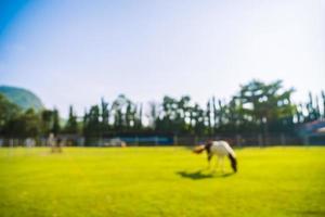 Abstract blur park with green field photo