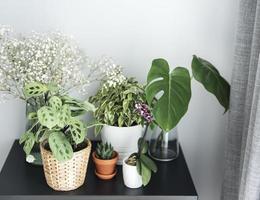 Different house plants on the table photo