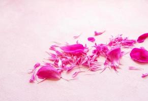 Pink peony petals photo