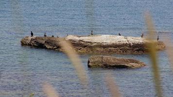 animal pássaro cormorões em uma rocha no mar video