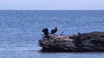 cormorani di uccelli animali su una roccia in mare video