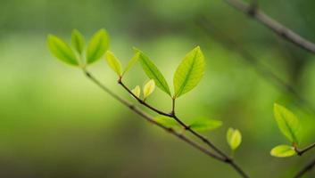 Natural green leaf, Fresh green tree leaves under sunlight photo