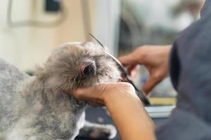 Cat grooming, Groomer cutting hair of cat in the beauty salon for dogs and cats photo