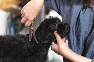 Groomer cutting hair of small dog at a salon in the beauty salon for dogs photo