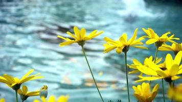 images de fleurs d'été dans le jardin video