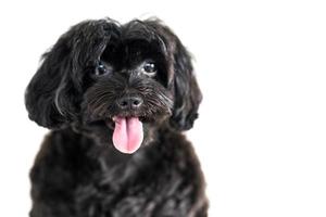 Cute dog isolated on white background photo