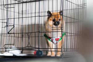 lindo perro pomerania en la jaula en el salón de belleza para perros foto