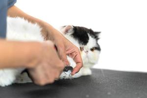 Cortar las uñas de los pies de los gatos en el salón de belleza para perros y gatos.