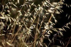 Hermoso fondo de hierba seca calmante con patrones naturales sin fisuras foto