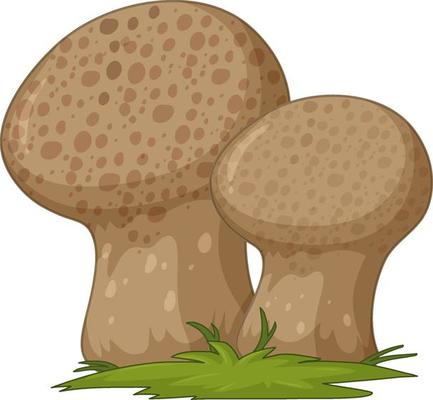 Fungus cartoon style isolated on white background