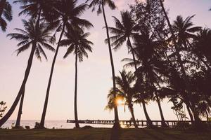 Coconut palm tree photo