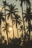 Coconut palm tree photo