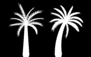 hermoso, blanco y negro, palmera, hoja, silueta, plano de fondo, vector, ilustración vector