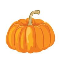 Cartoon vector illustration isolated object fresh food vegetable pumpkin