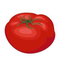 ilustración vectorial de dibujos animados objeto aislado alimentos frescos vegetales tomate vector