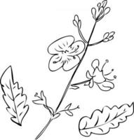 Vector drawing blooming forget-me-not branch and leaves