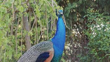 lindo pavo real mirando a su alrededor en el bosque video