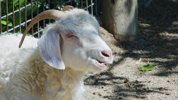 chèvre blanche fouillant dans la grange et regardant autour video