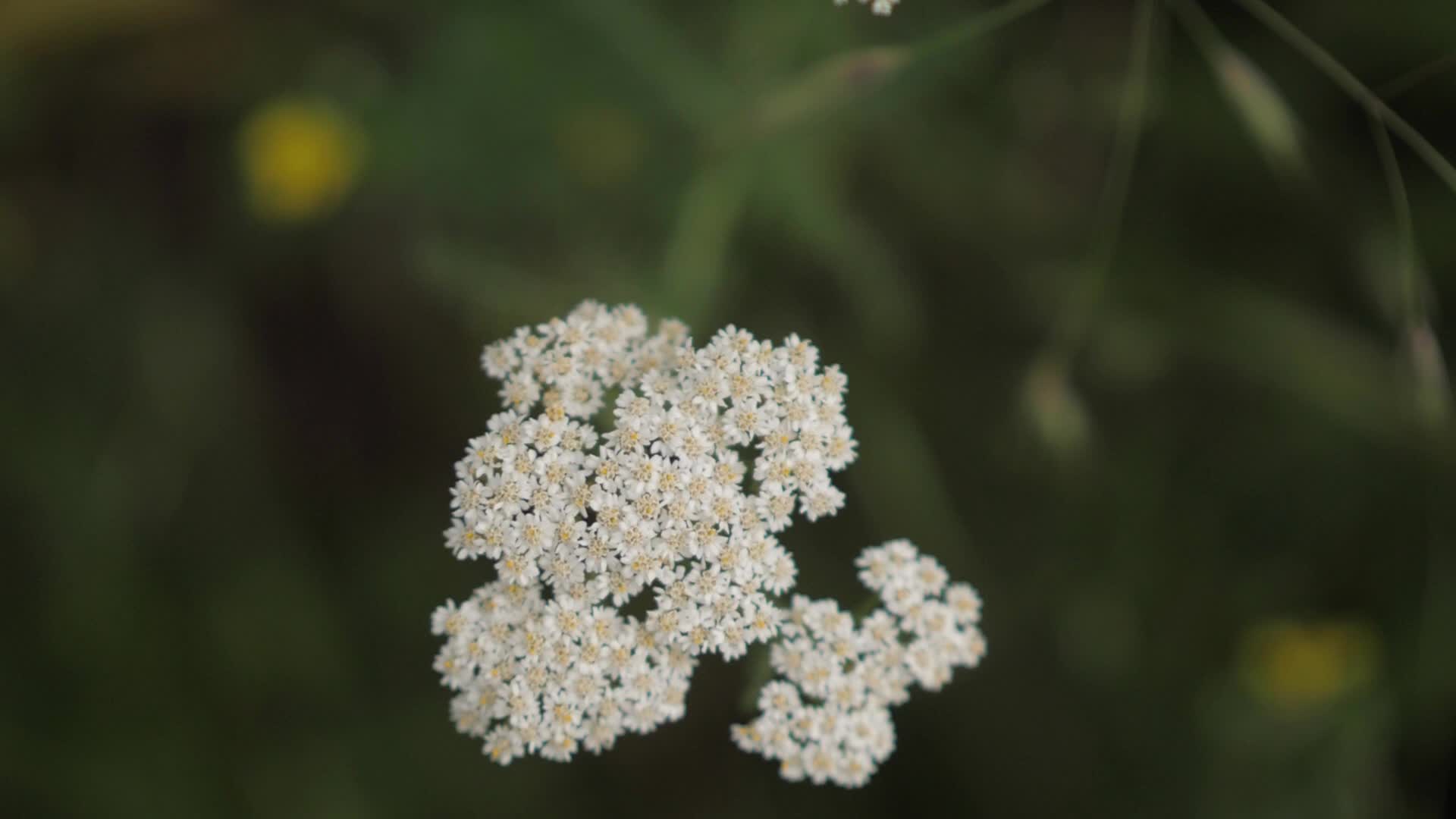 White Yarro. Achilles millefolios. Wild flowers 2797369 Stock Video at ...