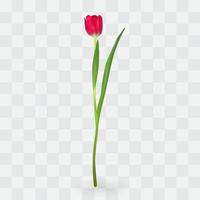 Beautiful tulips on transparent background. Vector Illustration