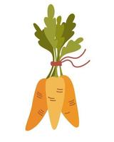 Orange carrots in a bunch. Fresh cartoon vegetable. Carrots with lush tops. Perfect for a farm produce store postcards posters and printing. Flat style isolated vector illustration